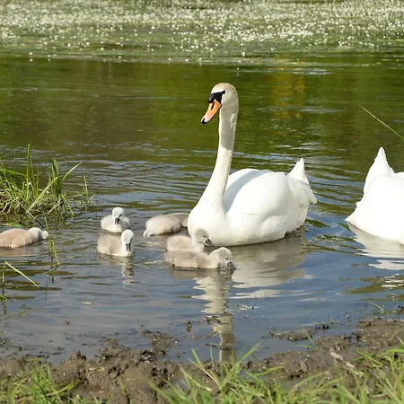 La Petite Passerelle A Mouzaive * Vresse-sur-Semois
