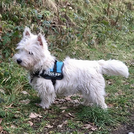 La Petite Passerelle A Mouzaive *