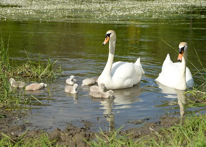La Petite Passerelle A Mouzaive * Vresse-sur-Semois